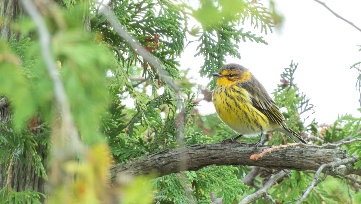 Cape May Warbler - ML641279021