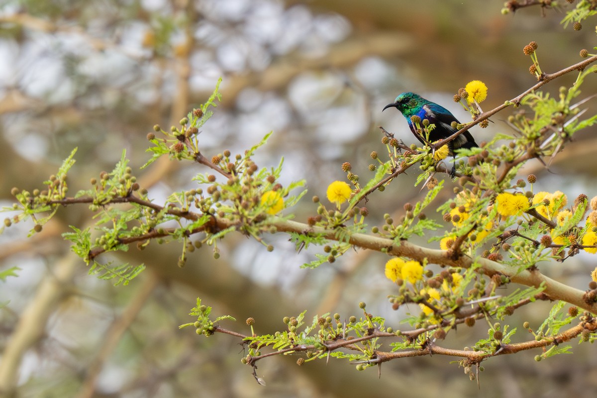 Purple-banded Sunbird - ML641279026