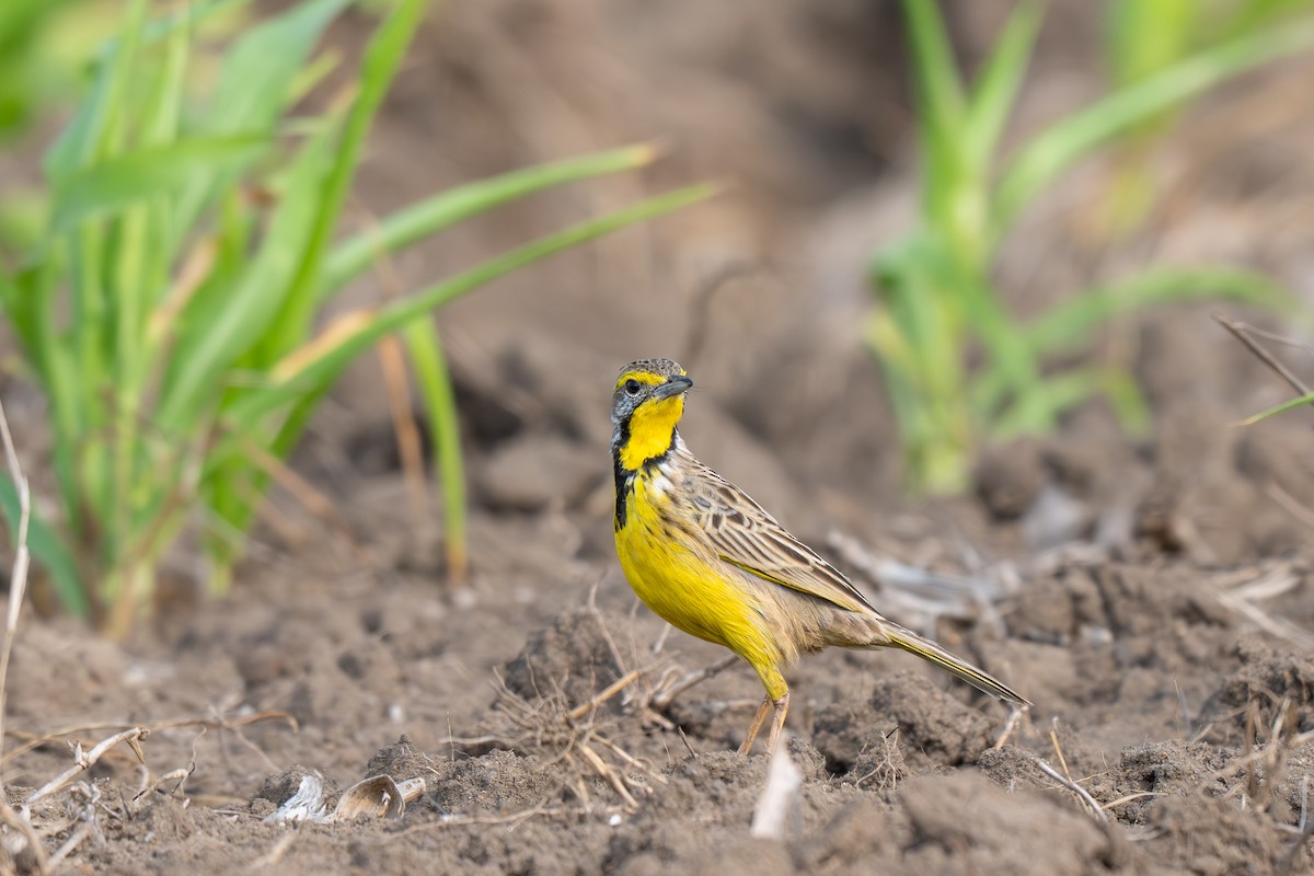 Yellow-throated Longclaw - ML641279030