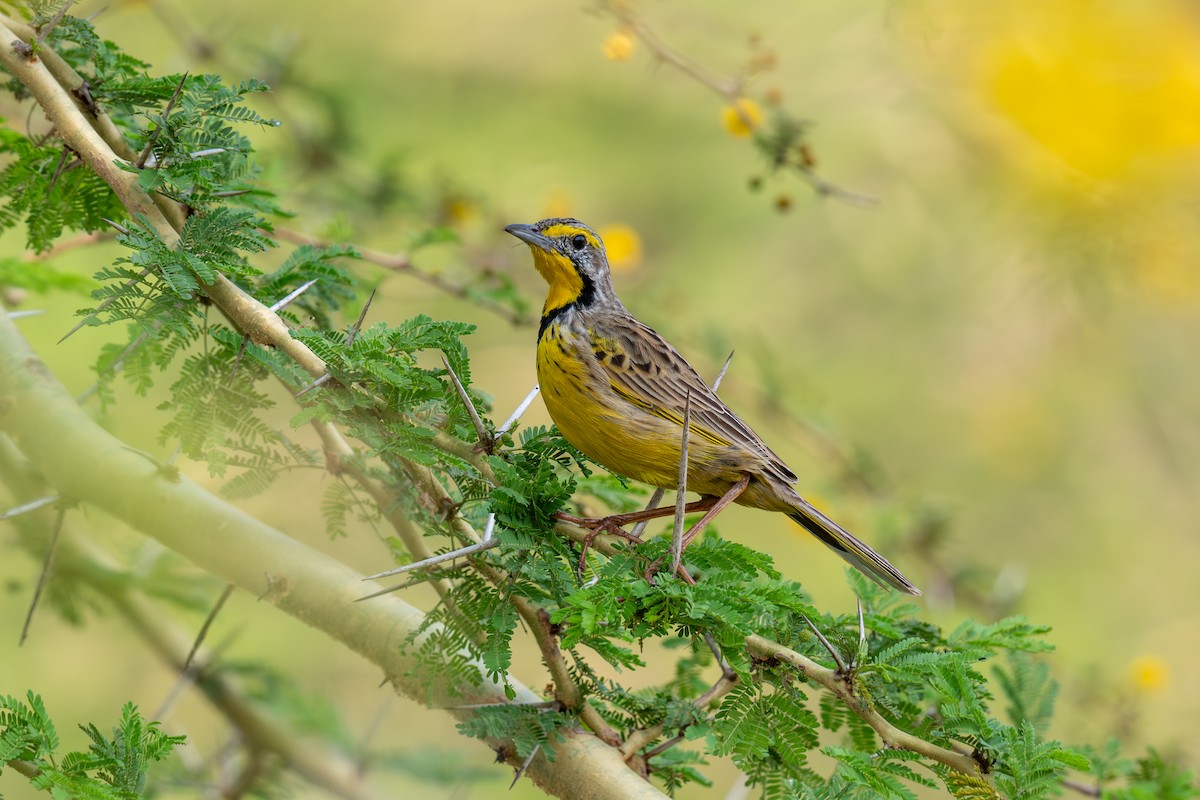 Yellow-throated Longclaw - ML641279031