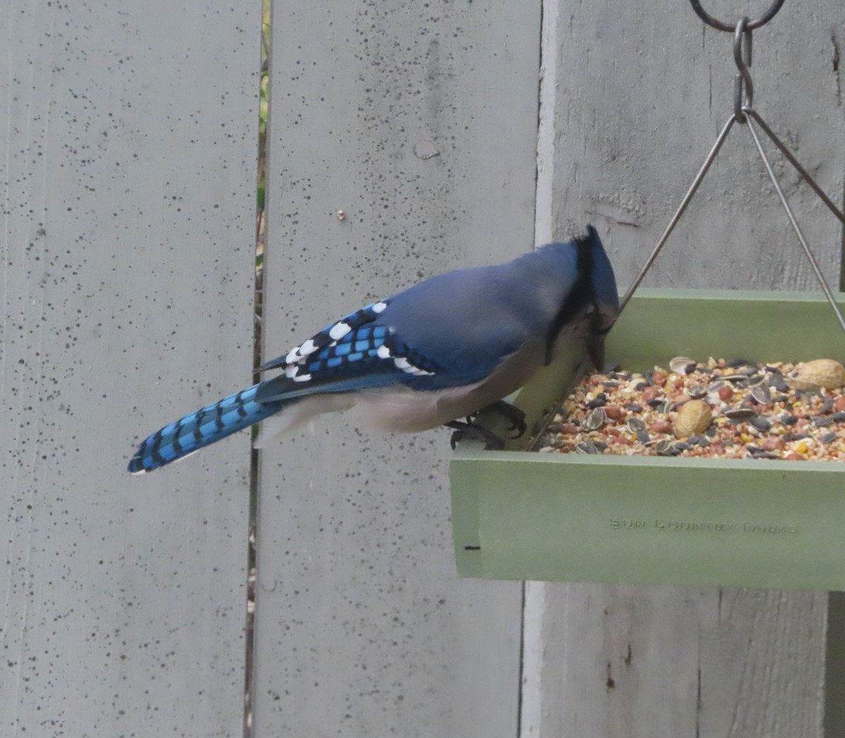 Blue Jay - ML641279032