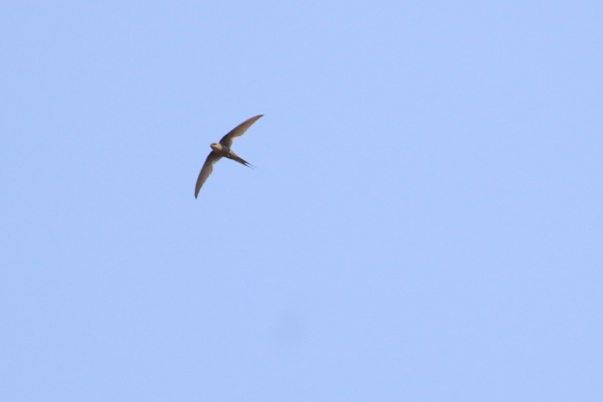 African Palm Swift - ML641279034