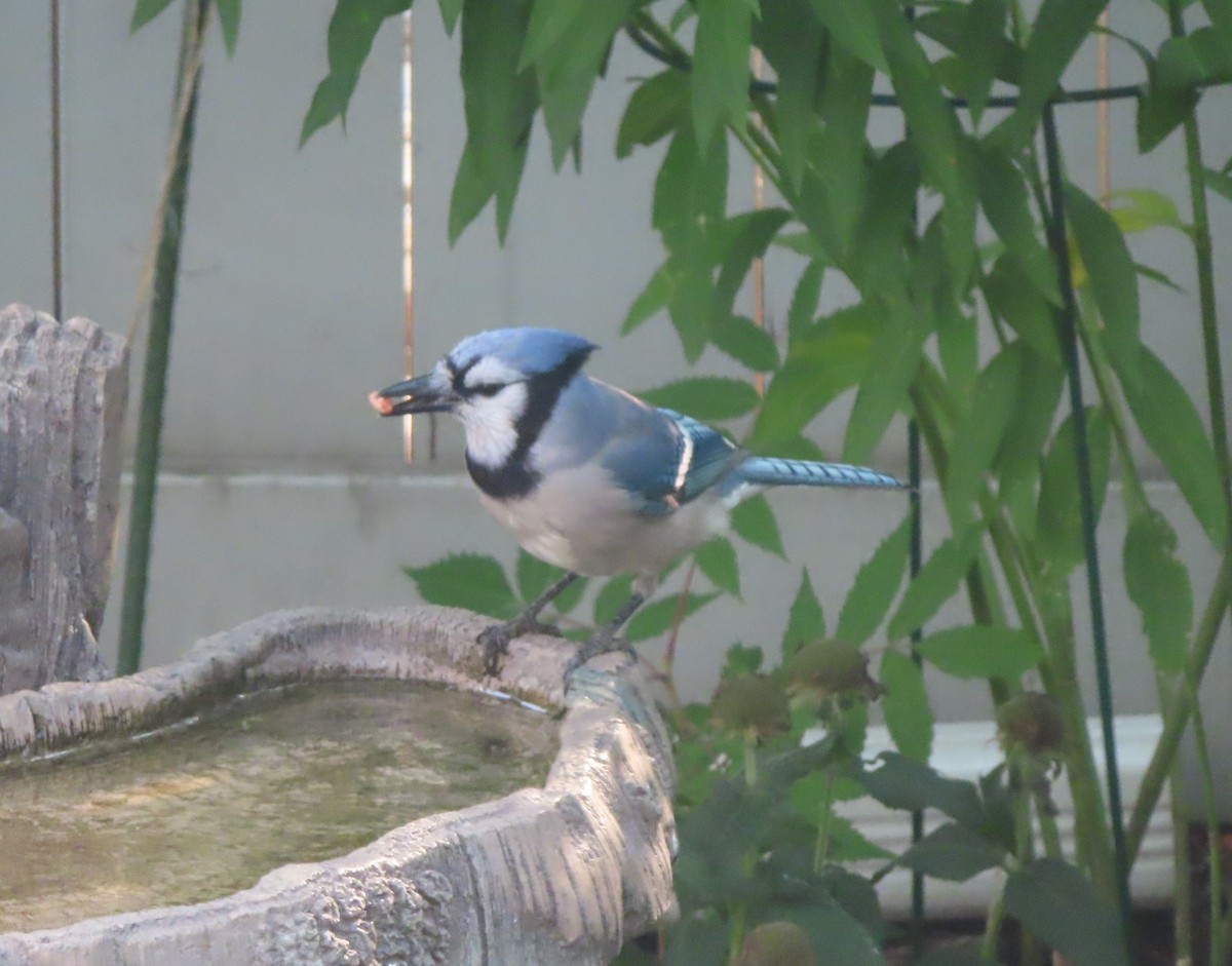 Blue Jay - ML641279040