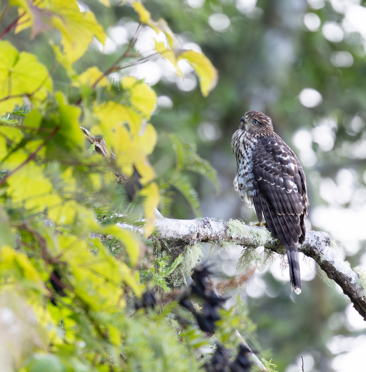Sharp-shinned Hawk - ML641279047