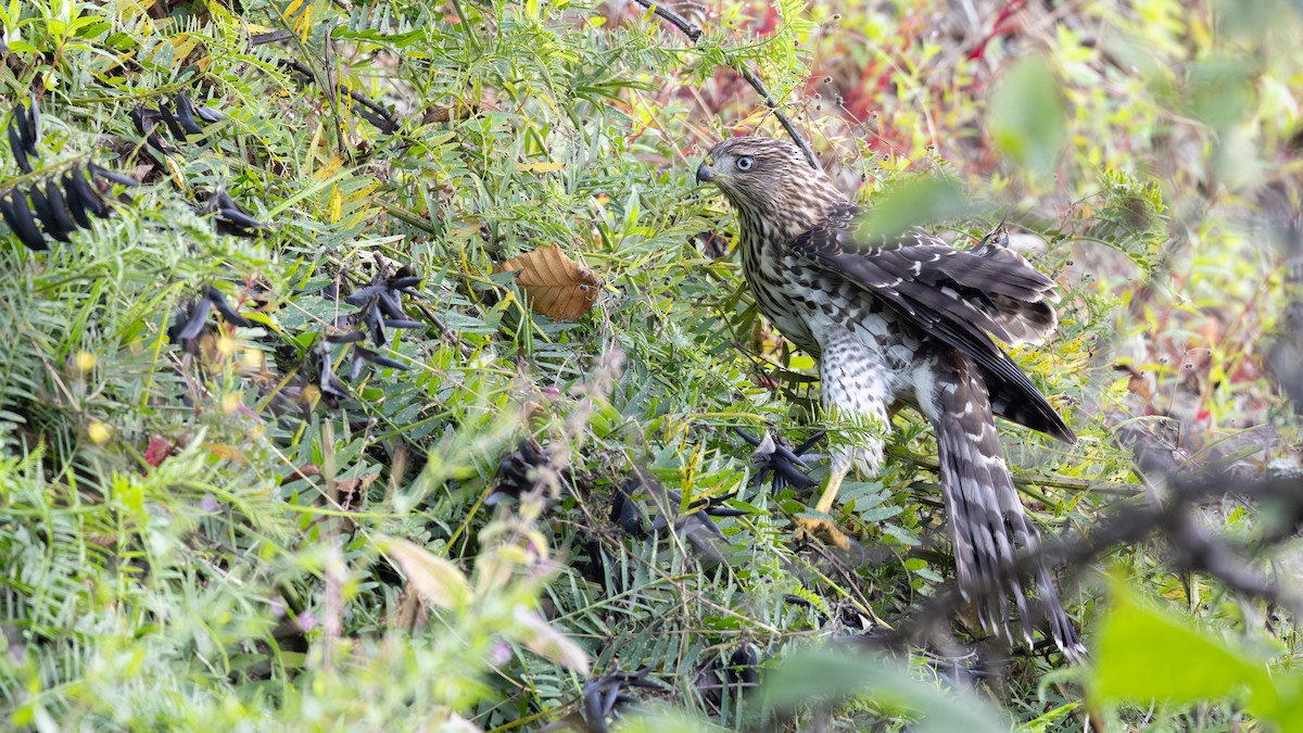 Sharp-shinned Hawk - ML641279048