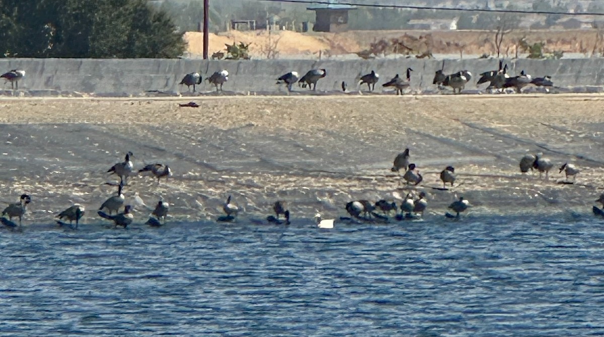Domestic goose sp. x Canada Goose (hybrid) - ML641279084