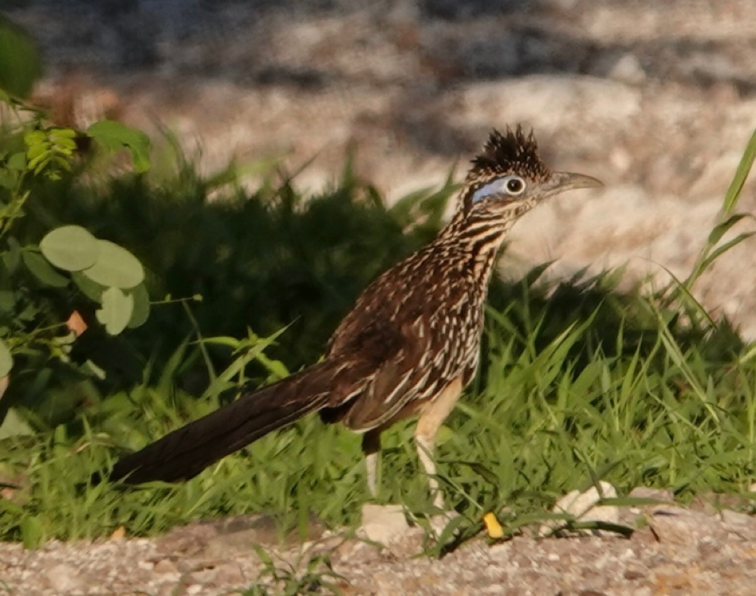 Lesser Roadrunner - ML641279105