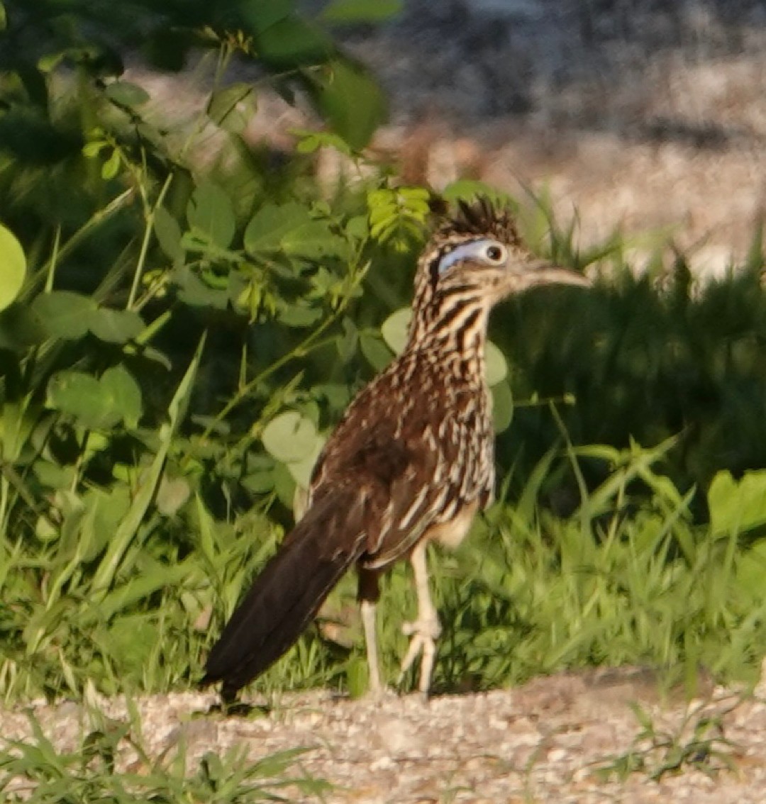 Lesser Roadrunner - ML641279109