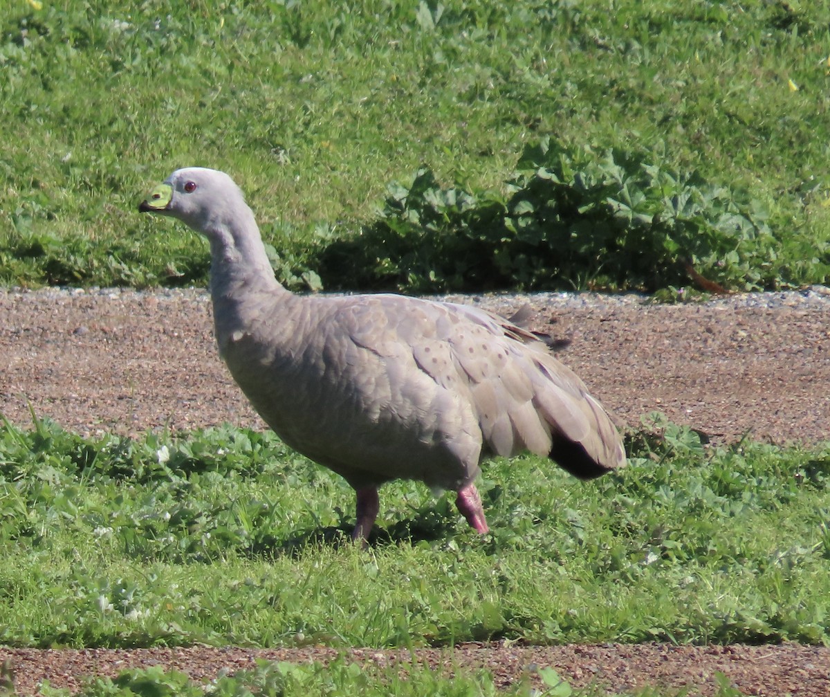Cape Barren Goose - ML641279134
