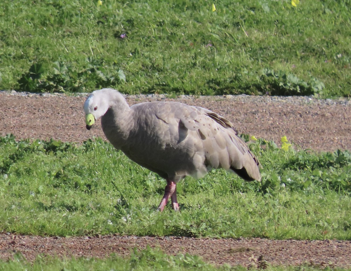Cape Barren Goose - ML641279135