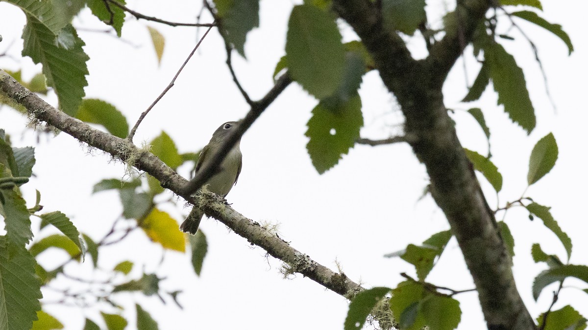 Cassin's Vireo - ML641279139