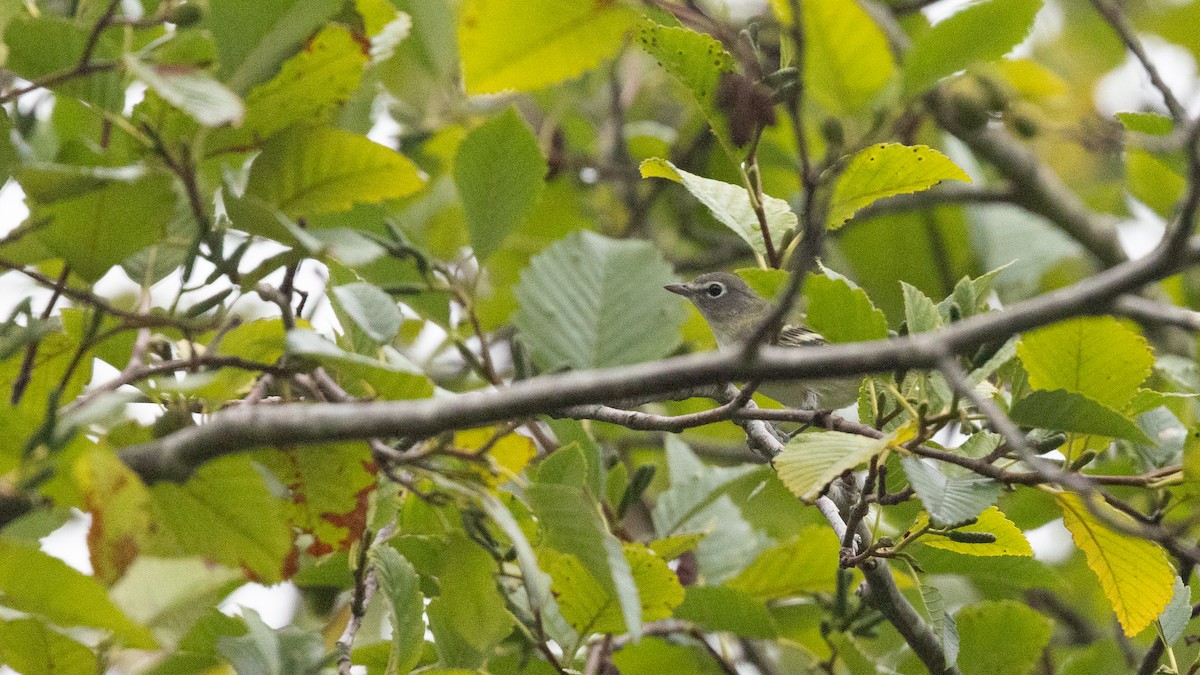 Cassin's Vireo - ML641279142