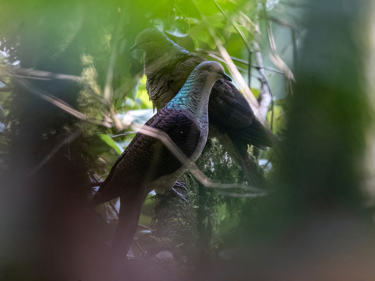 Barred Cuckoo-Dove - ML641279146