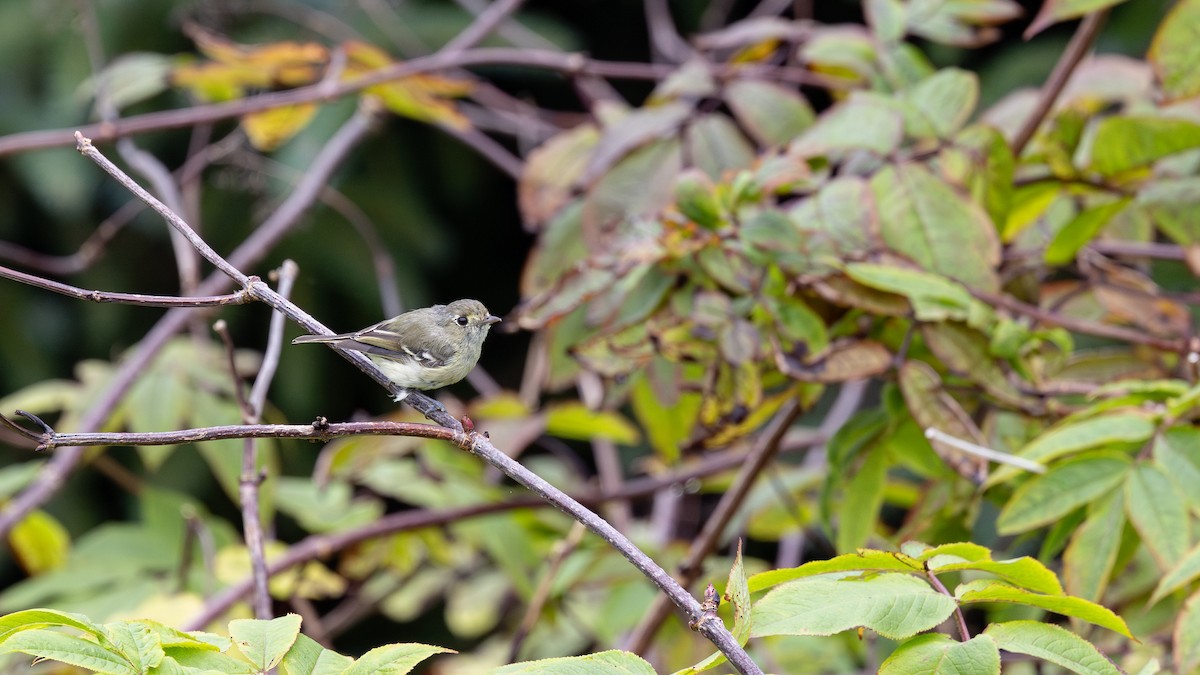Hutton's Vireo (Pacific) - ML641279155