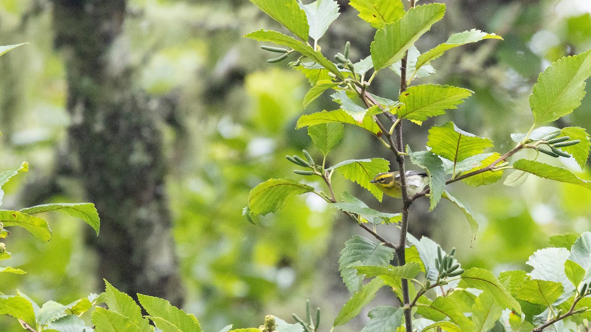 Townsend's Warbler - ML641279158