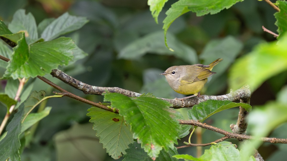 MacGillivray's Warbler - ML641279165