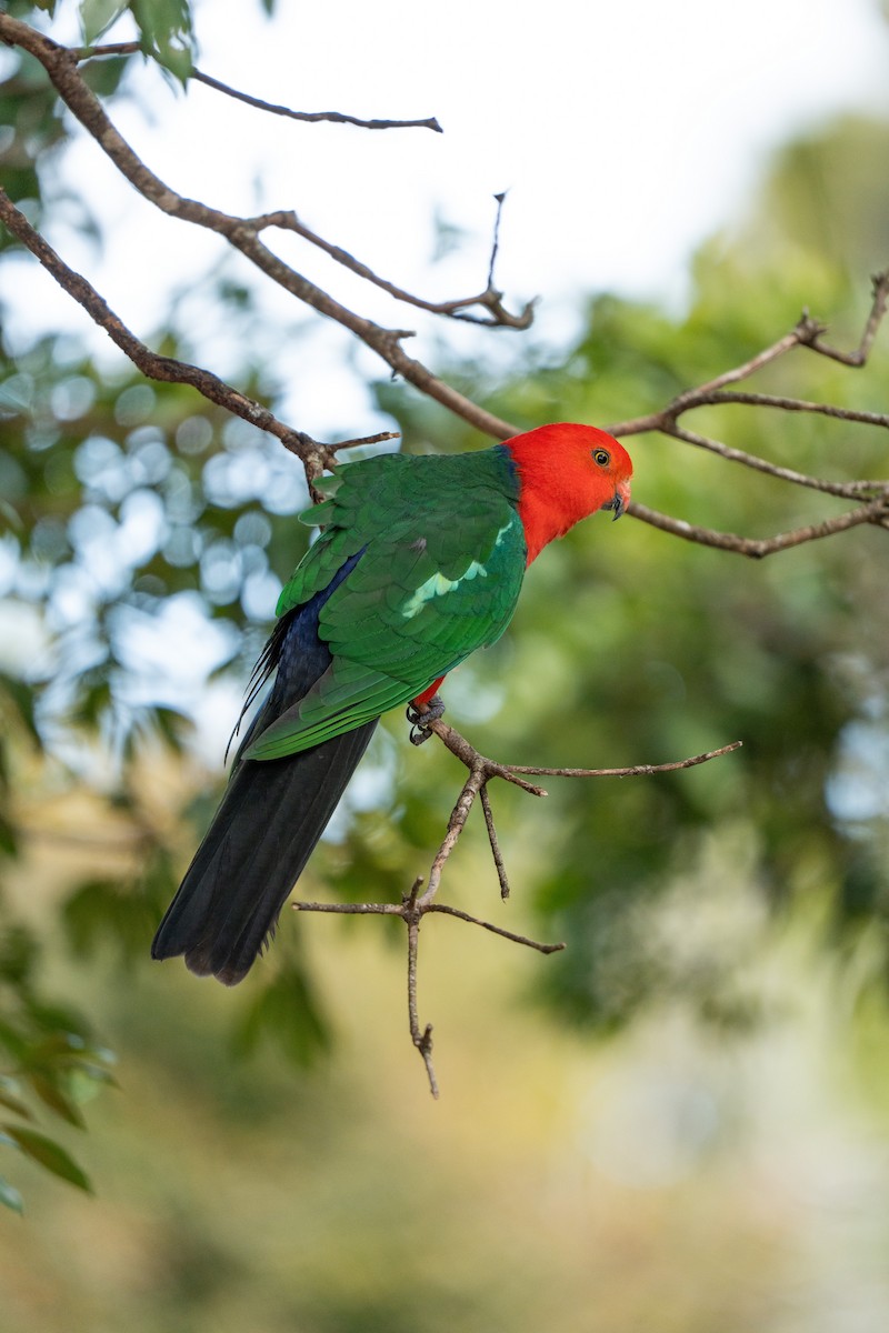 Australian King-Parrot - ML641279174