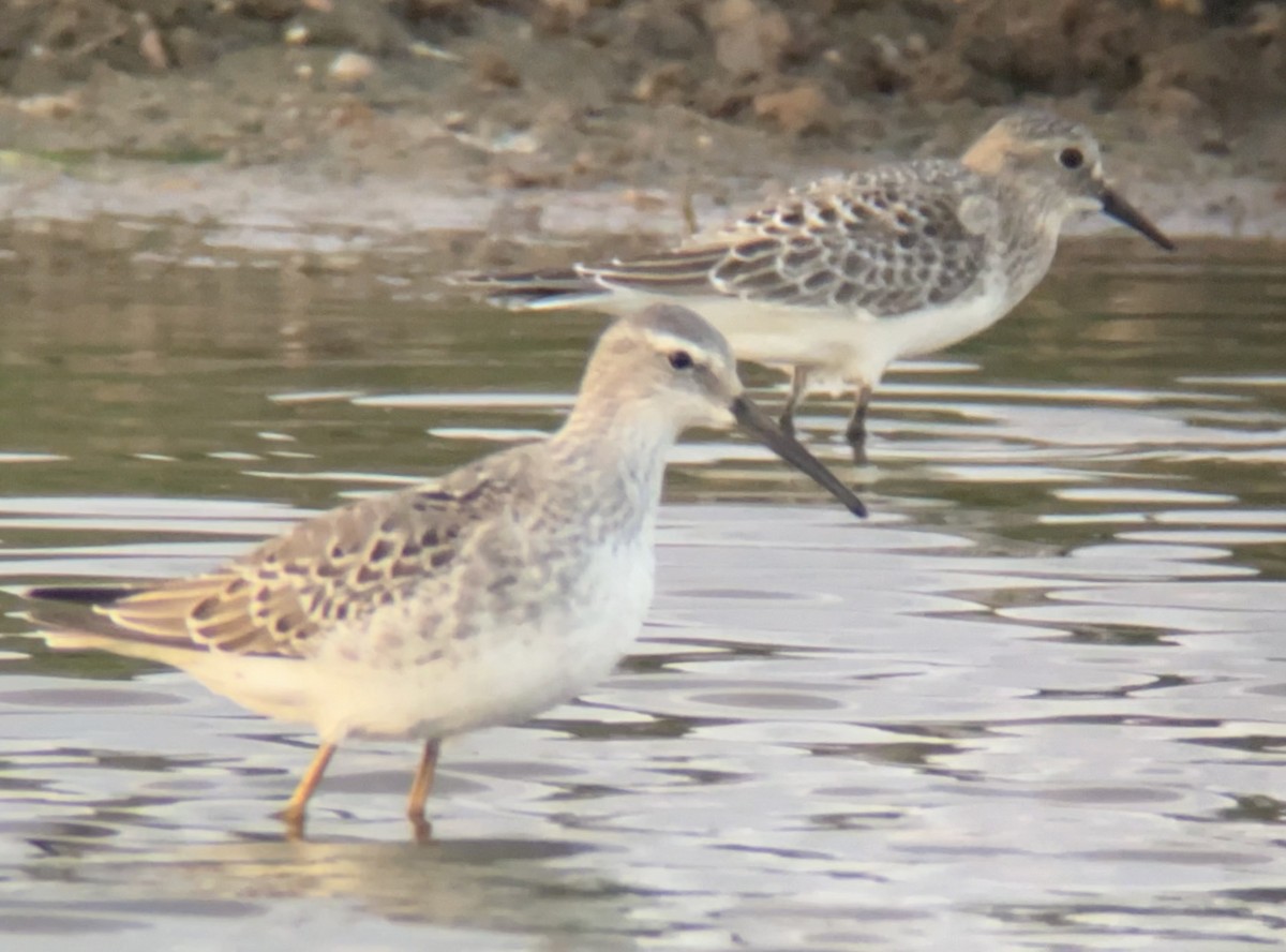 Stilt Sandpiper - ML641279176