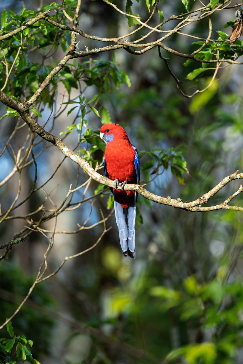 Crimson Rosella - ML641279177