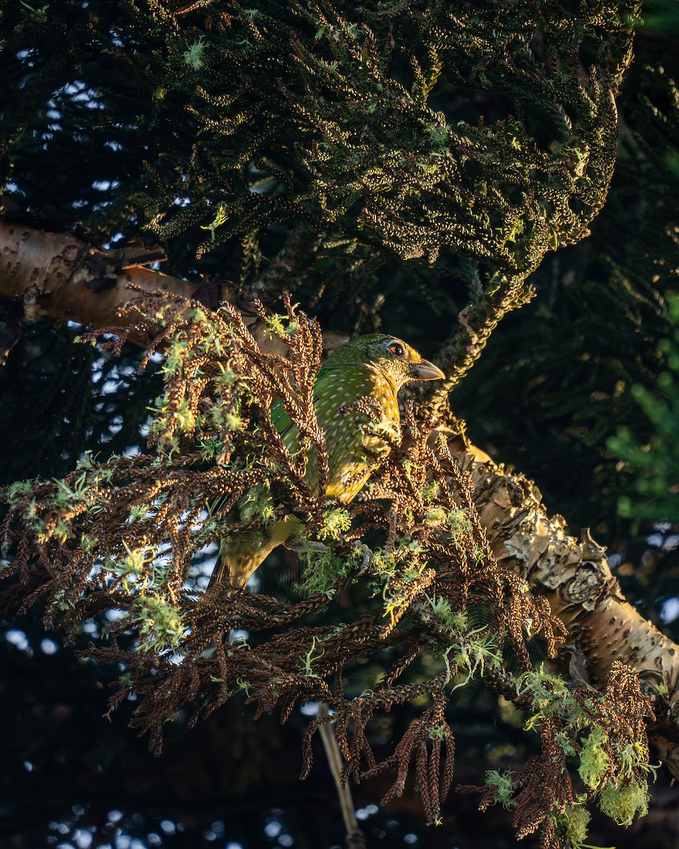 Green Catbird - ML641279188