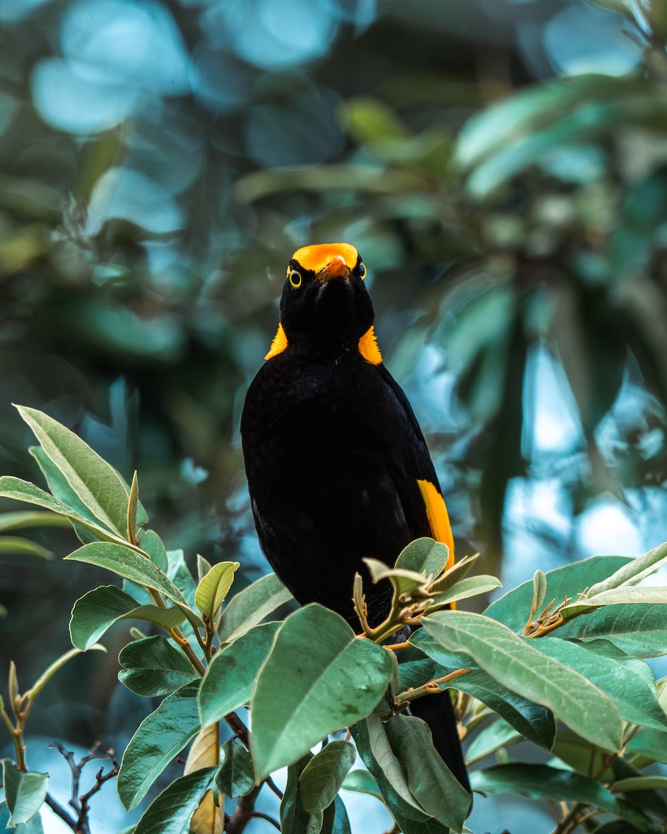 Regent Bowerbird - ML641279197