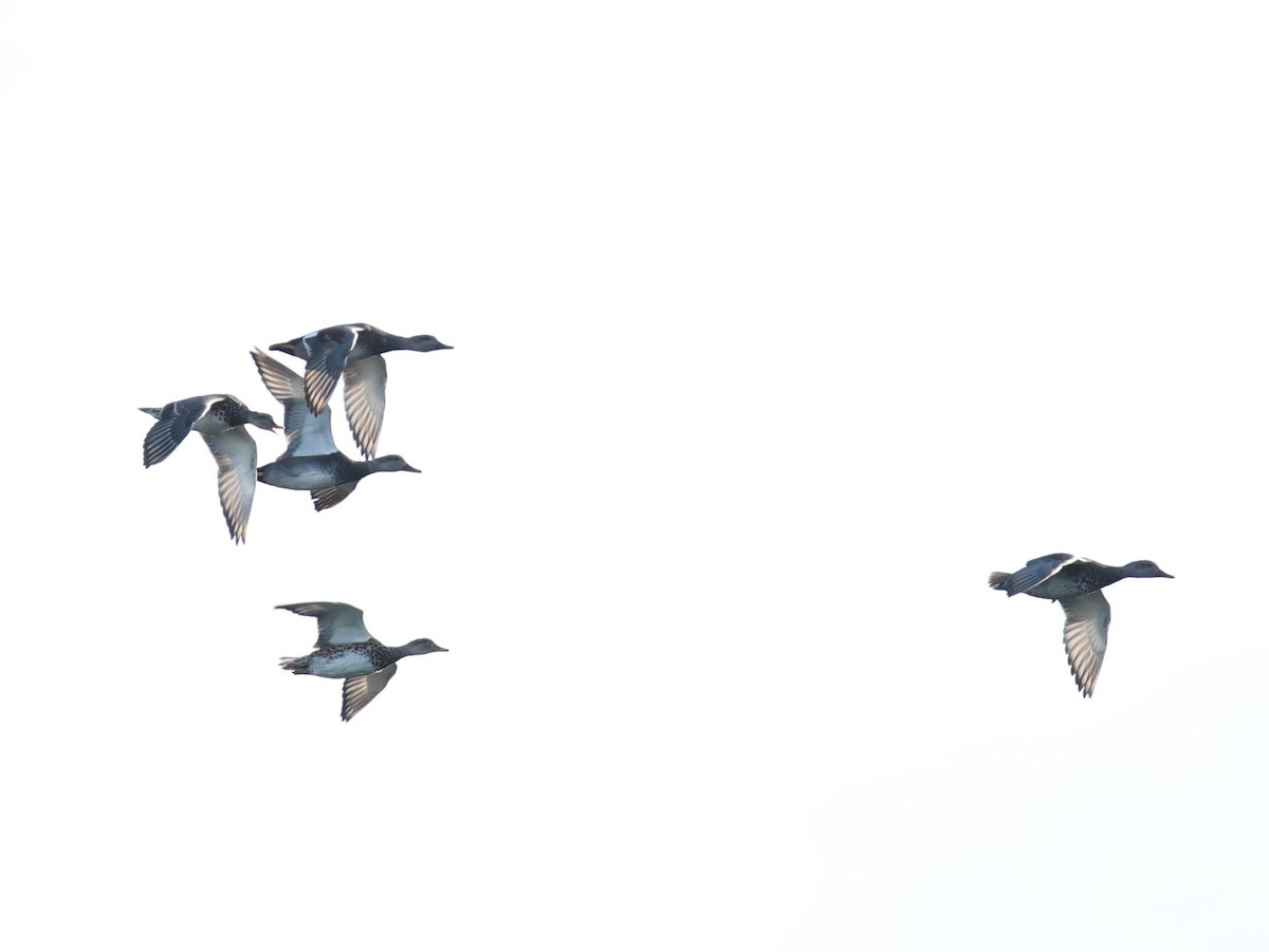 オカヨシガモ（strepera） - ML641279204