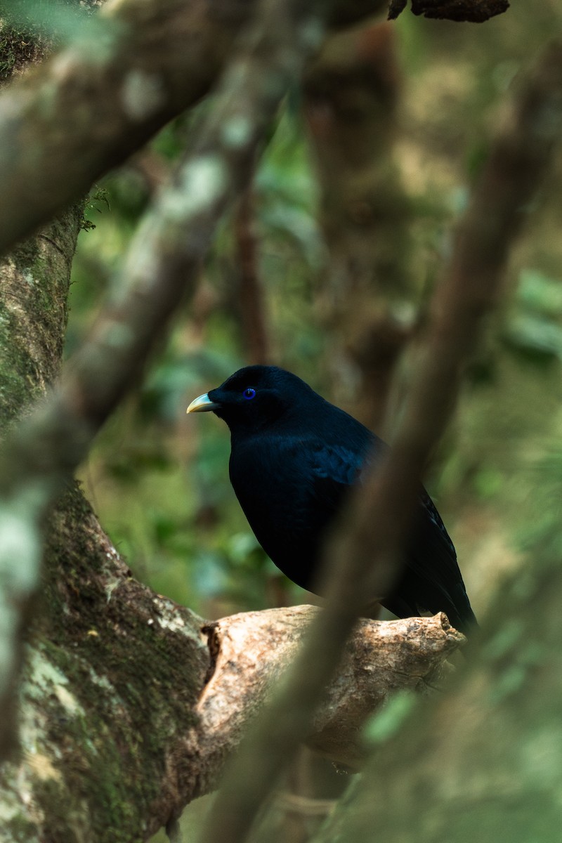 Satin Bowerbird - ML641279207