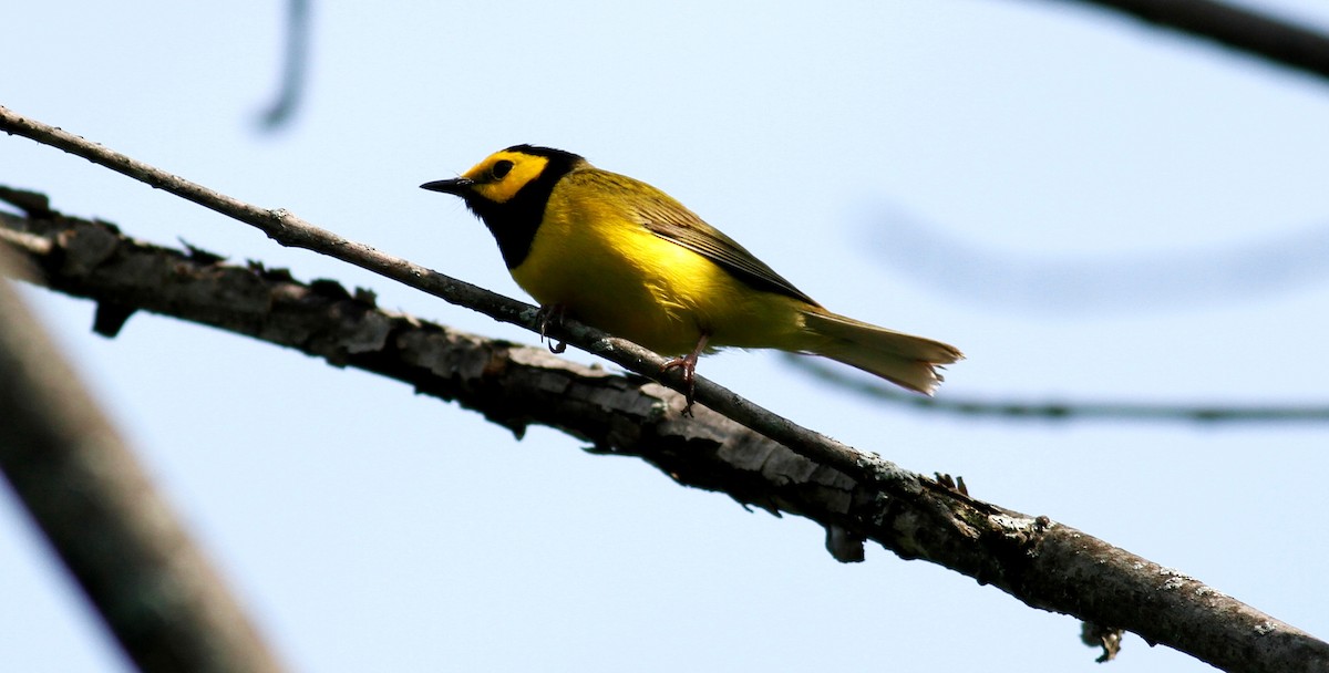 Hooded Warbler - James Sherwonit