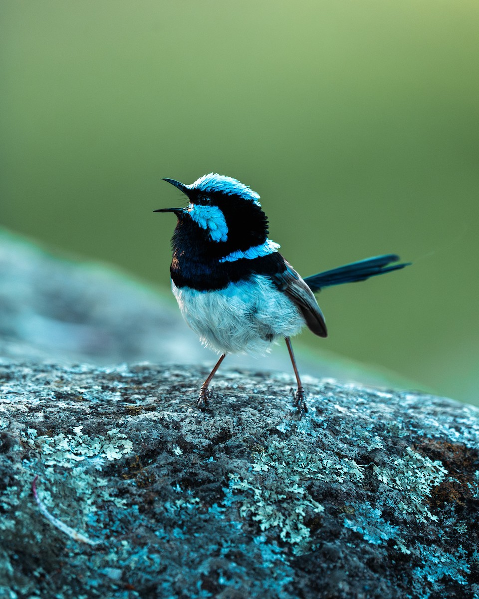 Superb Fairywren - ML641279249