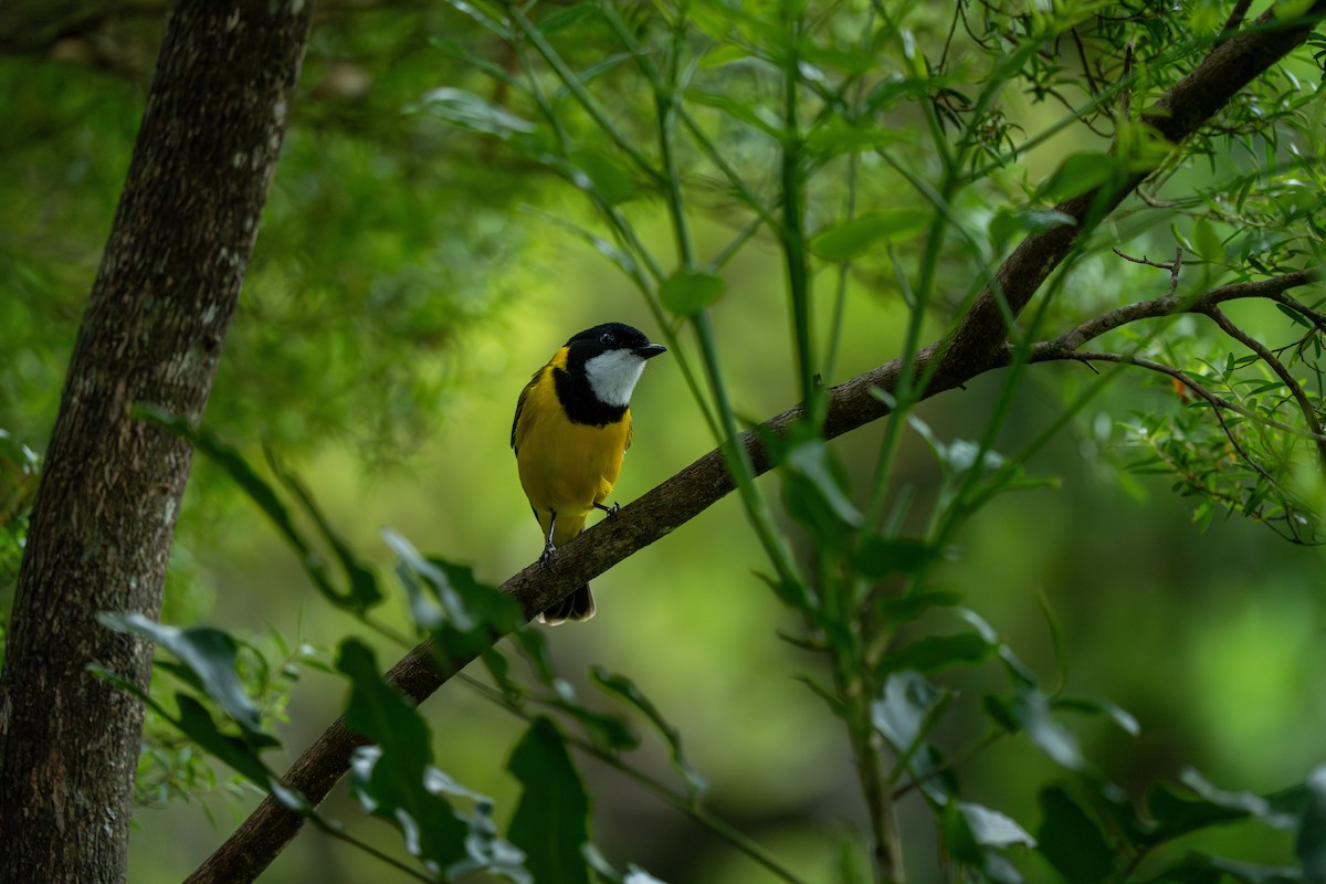 Golden Whistler - ML641279258