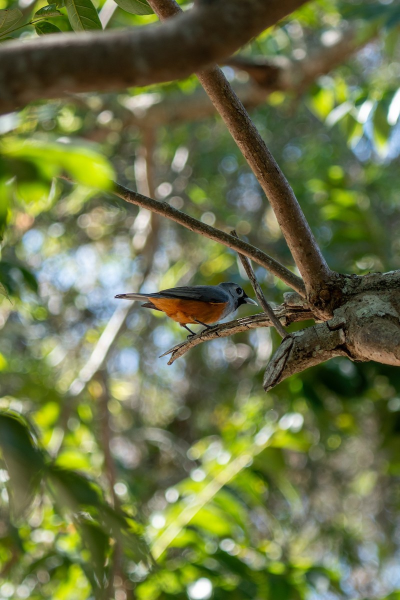 Black-faced Monarch - ML641279274