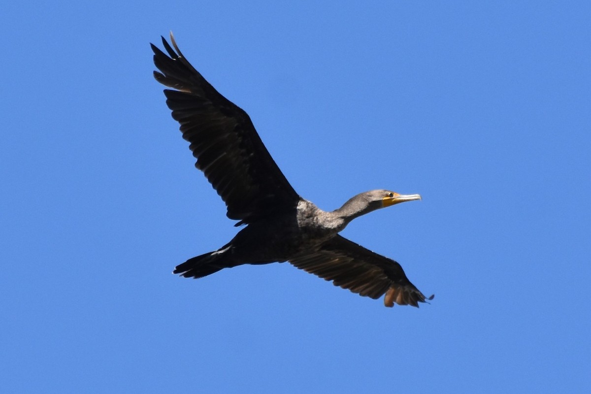 Cormoran à aigrettes - ML641279277
