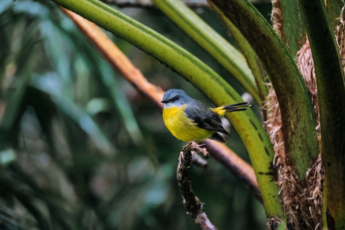 Eastern Yellow Robin - ML641279288