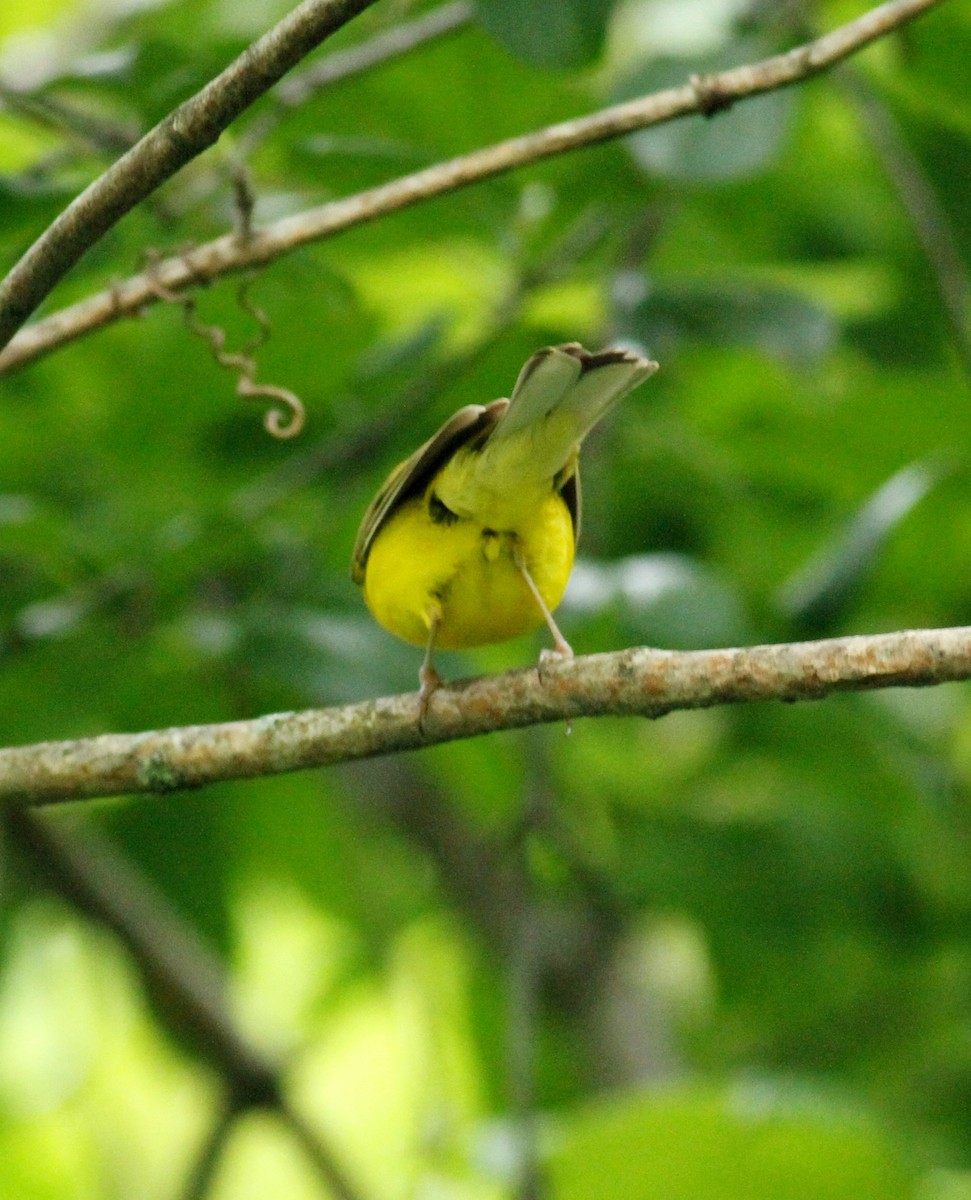 Hooded Warbler - James Sherwonit