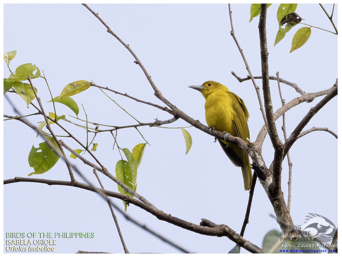Isabela Oriole - ML641279318