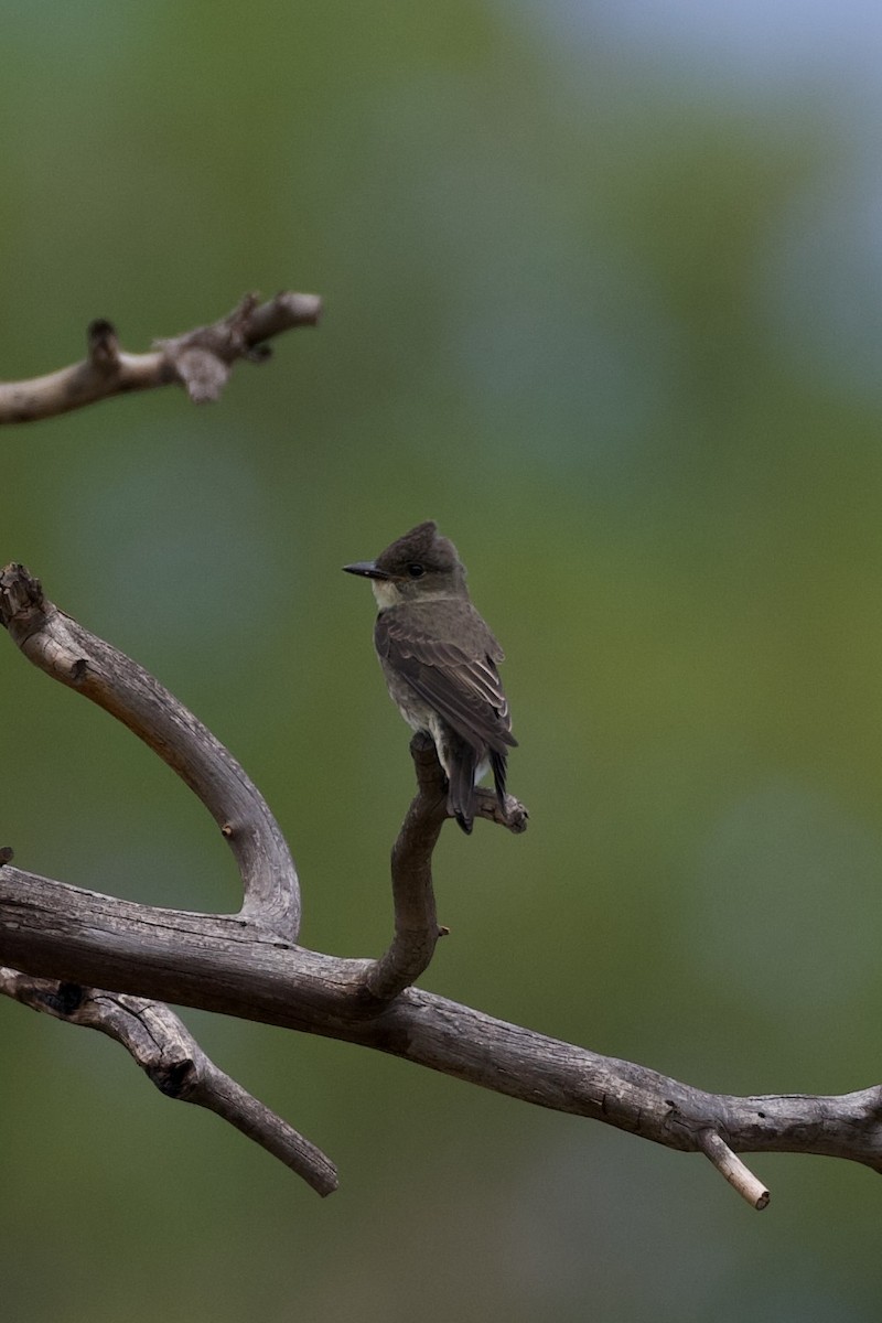 Olive-sided Flycatcher - ML641279345