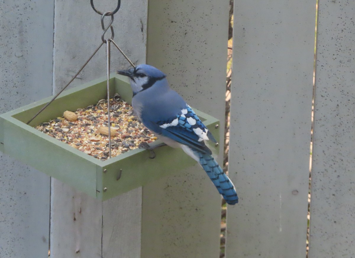 Blue Jay - ML641279389
