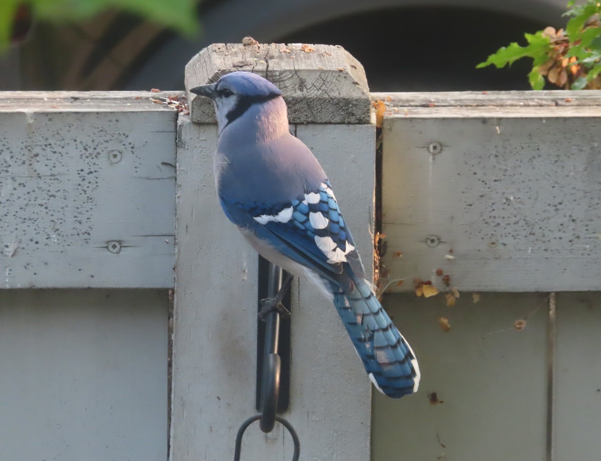 Blue Jay - ML641279391