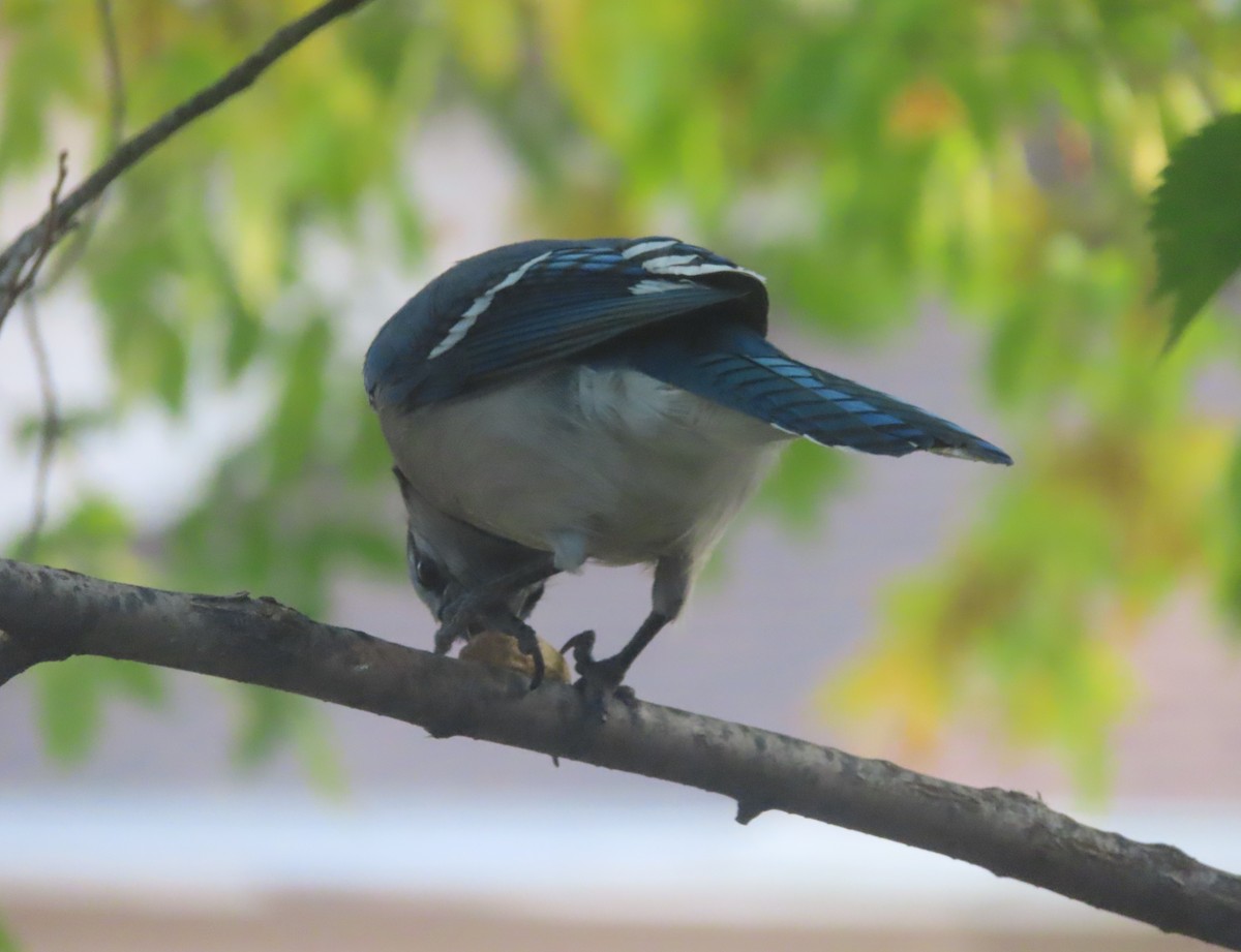 Blue Jay - ML641279392