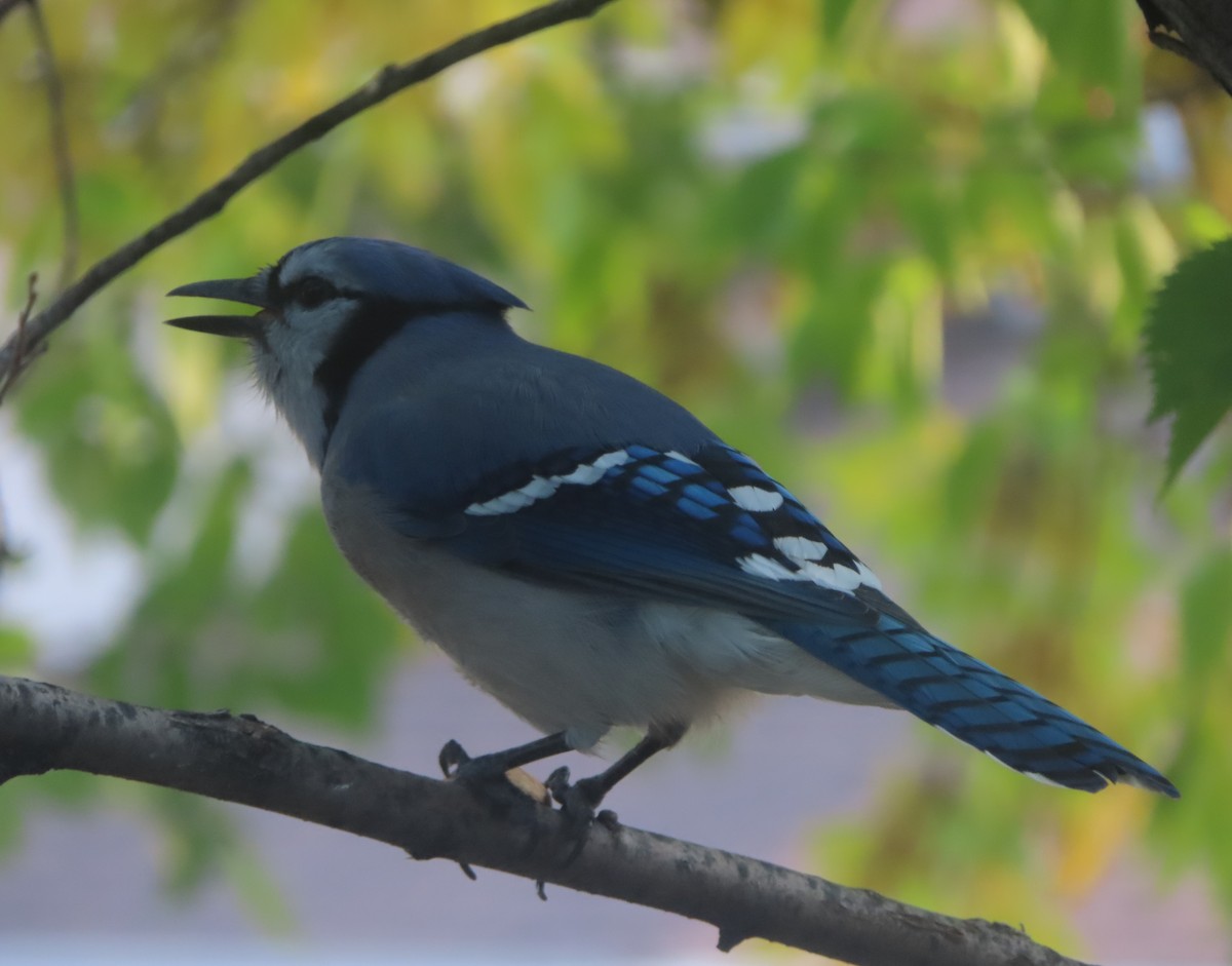 Blue Jay - ML641279396