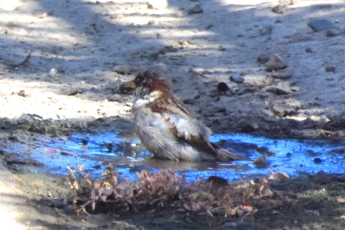 家麻雀 - ML641279404