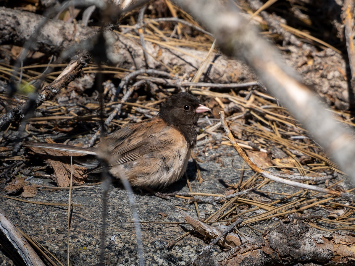 strnadec zimní - ML641279428