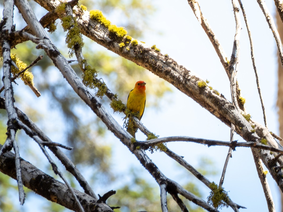 Western Tanager - ML641279432