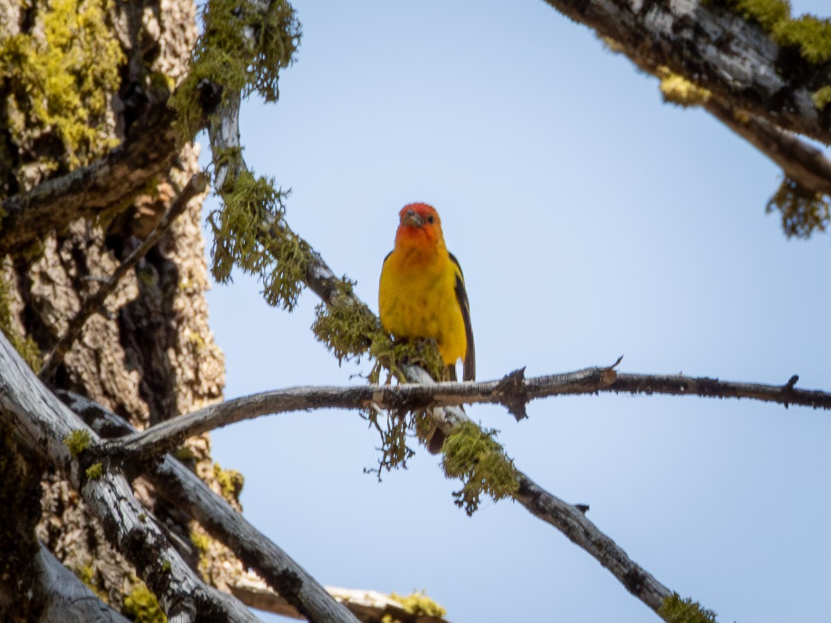 Western Tanager - ML641279433