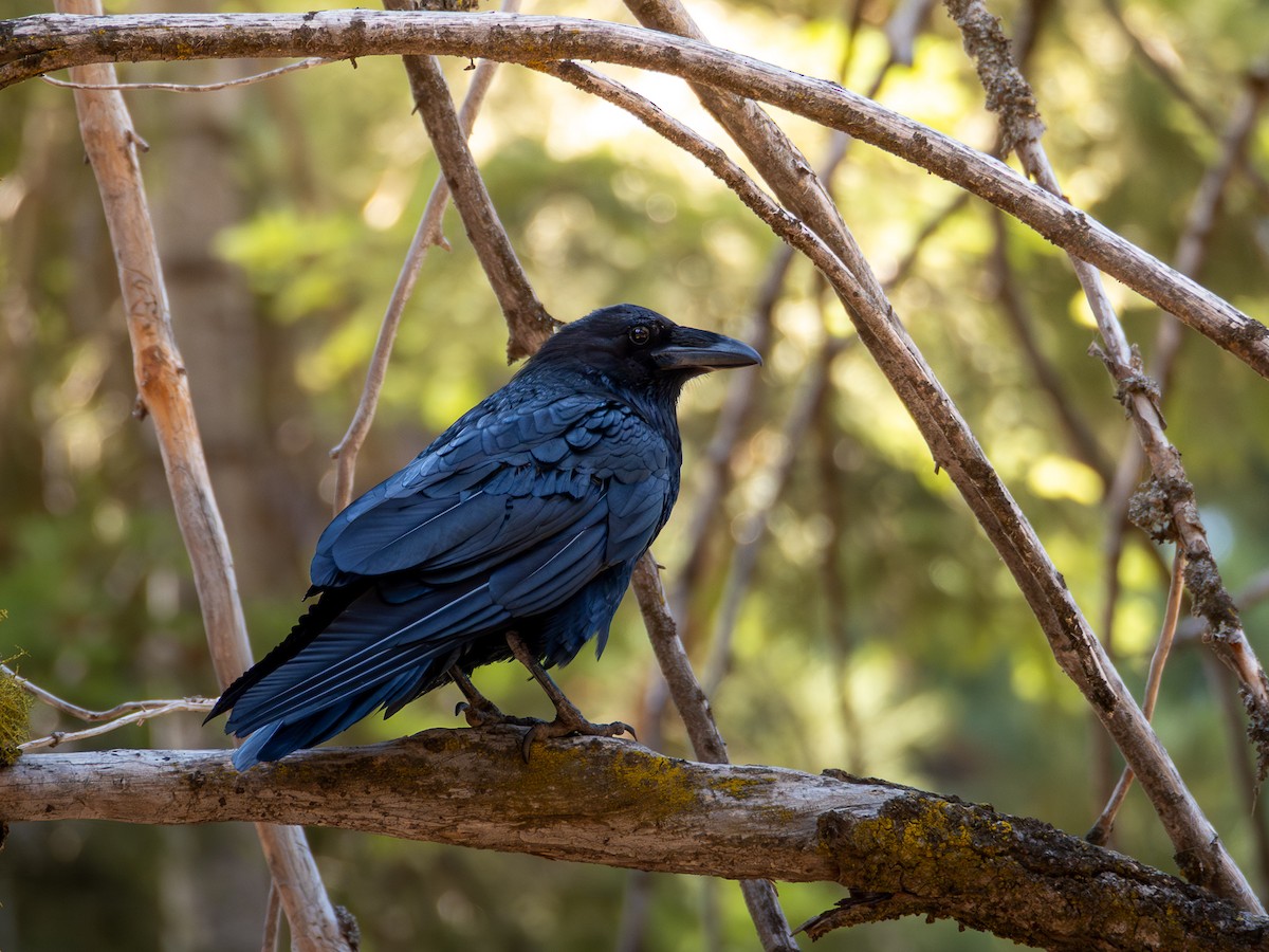 Common Raven - ML641279449