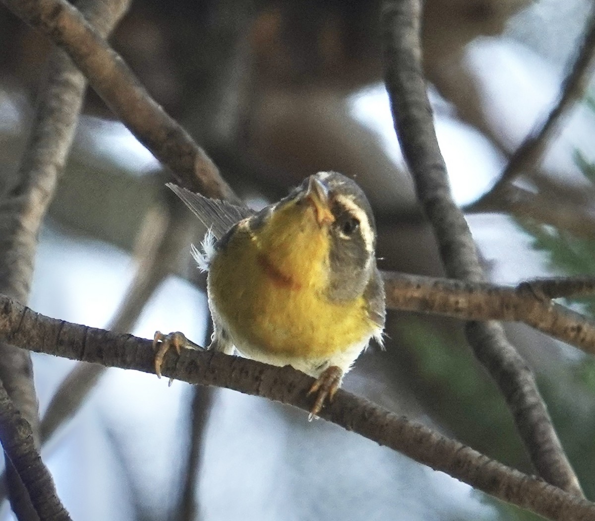 Paruline à croissant - ML641279455