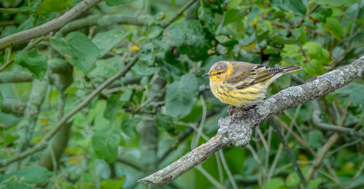 Cape May Warbler - ML641279507