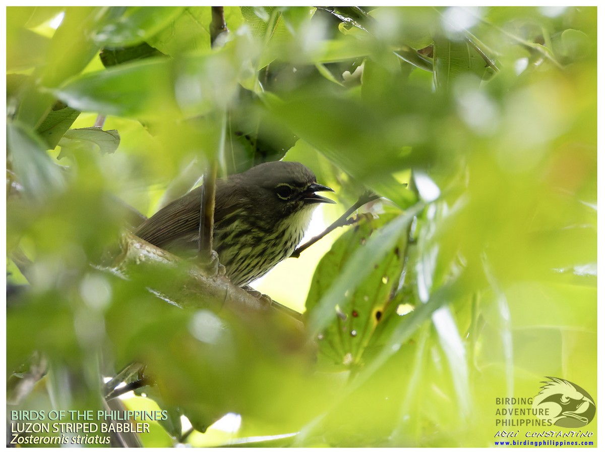 Luzon Striped-Babbler - ML641279508