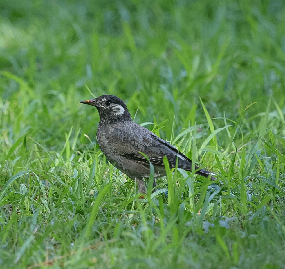 White-cheeked Starling - ML641279526
