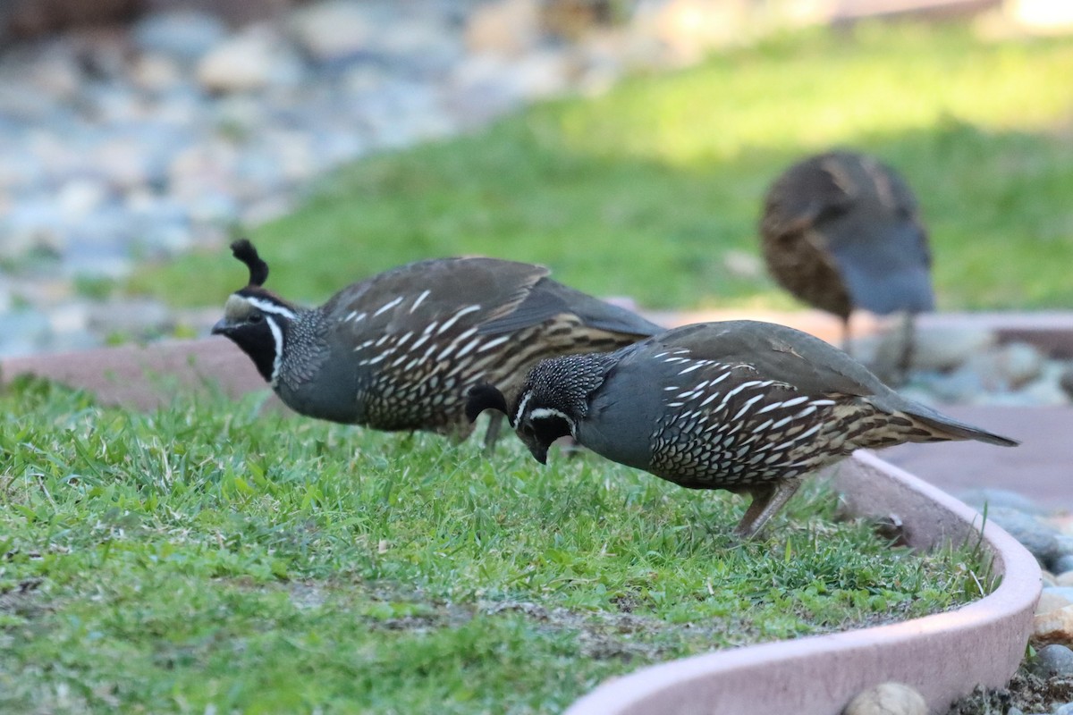 California Quail - ML641279535
